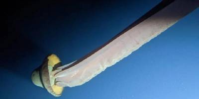 10 metre uzunluğundaki denizanası görüntülendi