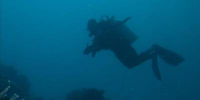 Yeni Zelanda'da çok sayıda yeni okyanus canlısı türü keşfedildi