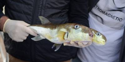 Zehirli balon balığının yayılma hızı desteklerle düşecek