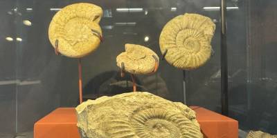 545 milyon yıllık deniz lalesi fosili Samsun Müzesi'nde sergileniyor