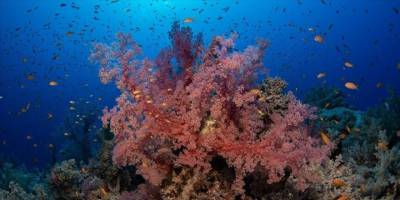 Okyanusların ısınması dünya çapında mercanların dördüncü kez ağarmasına sebep oldu