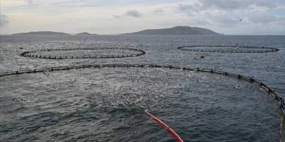 Trabzon'un su ürünleri ihracat geliri yüzde 23 arttı