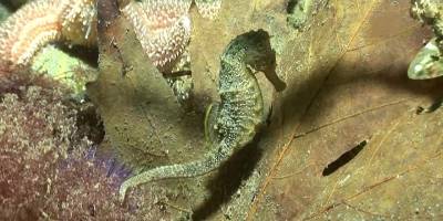 İzmit Körfezi'ndeki denizatlarının yaşamı belgesel oluyor