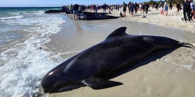 Avustralya'da karaya vuran yaklaşık 160 balinadan 26'sı öldü