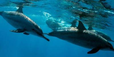 Sinop kıyıları yaklaşık 1500 yunusa ev sahipliği yapıyor