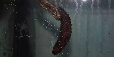 İhracat ürünü denizpatlıcanı havuz ortamında yetiştirildi