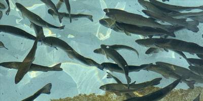 Doğu Karadeniz'in su ürünleri ihracatı geliri 4 ayda yüzde 51 arttı