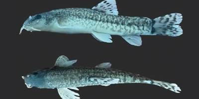 Türk bilim insanları yeni bir çöpçü balık türünü dünya literatürüne kazandırdı