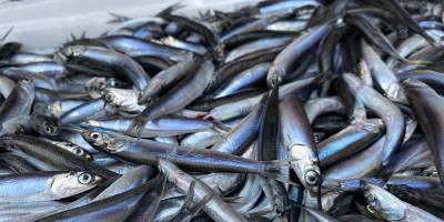 Hamsi yılın 9 ayında 19 ülkede alıcı buldu