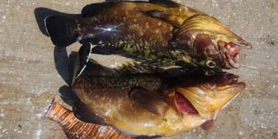 Kemer'de orfoz balığı avlanan tekneye ceza uygulandı