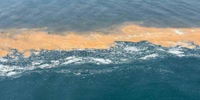 Marmara'da aşırı alg artışları daha sık görülmeye başladı