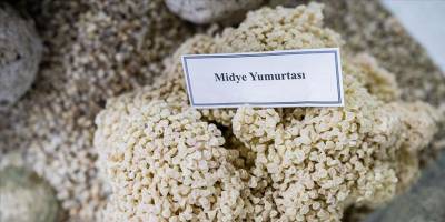 Pina midyeleri Marmara Denizi'ndeki müsilaja karşı