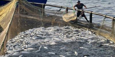 Sinop'ta, geçen yıl 27 bin ton Türk somonu üretildi
