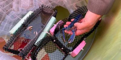 350 ıstakoz yavrusu Çanakkale Boğazı'na bırakıldı