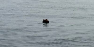 Karadeniz'de mayın bulundu