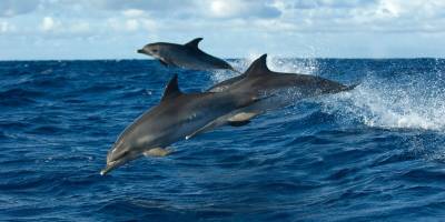 Karadeniz'in yarısında yaklaşık 225 bin yunusun yaşadığı tespit edildi