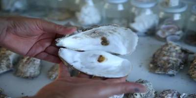 Pasifik istiridyesi, Karadeniz'in ekosistemine adapte oldu