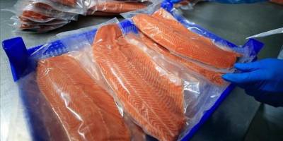 Bu yıl Doğu Karadeniz'den ihrac edilen Türk somonu 152 milyon doları aştı