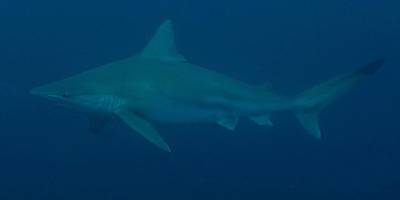 İskenderun Körfezi açıklarında "kum köpek balıkları" görüntülendi