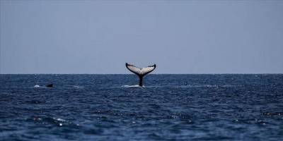 8 milyon canlı türünün yüzde 25'i yok olma tehlikesi altında
