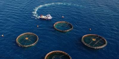  Doğu Karadeniz, su ürünleri ihracatında yılın ilk yarısını yüzde 11 artışla kapattı