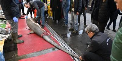 Köpekbalığını satmak isteyen firmaya ceza