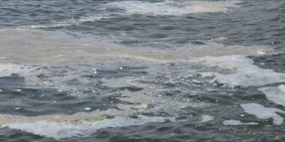 Bakteri yiyen virüsler müsilaj içindeki zararlı mikroorganizmaları azaltabilir