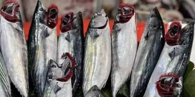 Deniz suyu sıcaklığı palamudun ağırlığını olumsuz etkiledi