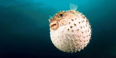 Antalya'da balon balığı yarışması düzenlenecek