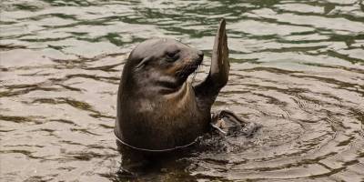 Peru'da binlerce deniz aslanı öldü