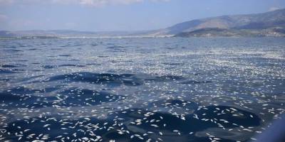 Yunanistan'daki balık ölümleri, bölge sakinlerini zor durumda bıraktı