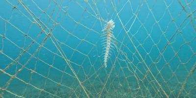 Edremit Körfezi'ndeki hayalet ağların temizliğine başlandı