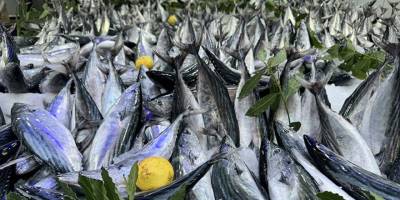 İri palamut Karadeniz'de balıkçının yüzünü güldürüyor