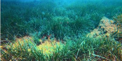 Marmara'da deniz çayırlarının durumu gözlendi