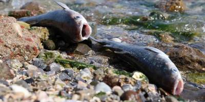 İzmir Körfezi'ndeki 50 kat fazla amonyak miktarı balıkları zehirlemiş olabilir