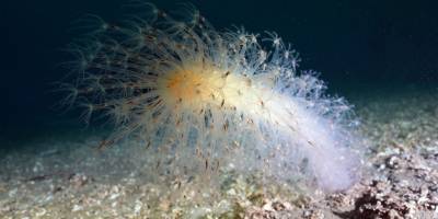 İzmit Körfezi'nde "deniz kalemi" görüntülendi