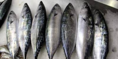 Hamside umduğunu bulamayan balıkçıların yüzünü palamut güldürdü