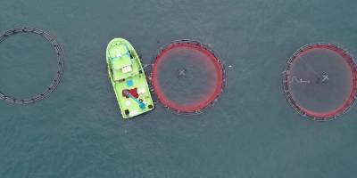 Ordu'da kafes balıkçılığında tesis sayısının artması ihracata olumlu yansıdı