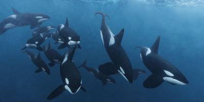 Katil balinalar, avlanmak için özel bir teknik kullanıyor