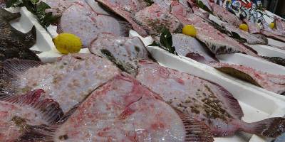 Türkiye'nin Karadeniz'deki kalkan kotası 2,6 katına çıktı