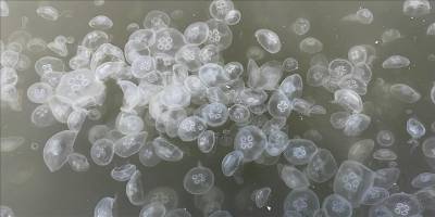 Marmara'da denizanası artışı müsilaj riskini yükseltiyor