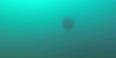 Şile'de deniz mayını bulundu