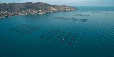 Sürdürülebilir balık endüstrisinin sağlanması için yeni bir model geliştirildi