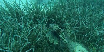 Mavi Nefes projesiyle deniz ekosisteminin korunması çalışmaları sürüyor