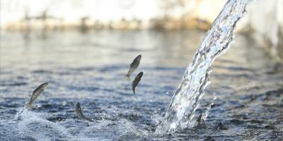Alabalık yavrusu üretiminde tedarikçi şehir Erzincan hedef büyüttü