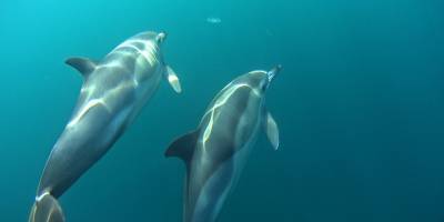 Deniz sağlığının gösterge türleri çoklu baskı altında