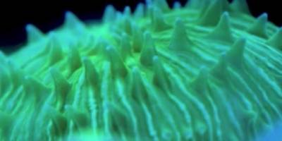 Işığa doğru "yürüyen" mercanlar, bilim insanlarını şaşkına çevirdi