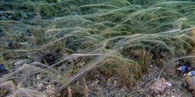 Müsilaj deniz çayırı ve pinaları olumsuz etkiliyor