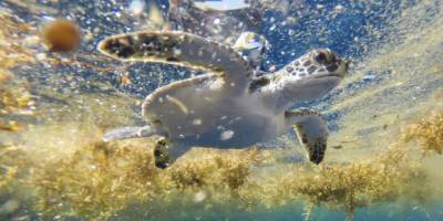 Genç deniz kaplumbağalarının 'kayıp yılları' çözüldü