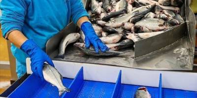 Doğu Karadeniz'den yılın ilk ayında 7,3 milyon dolarlık su ürünü ihraç edildi